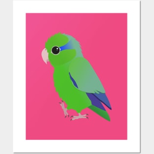 Cute green pacific parrotlet Posters and Art